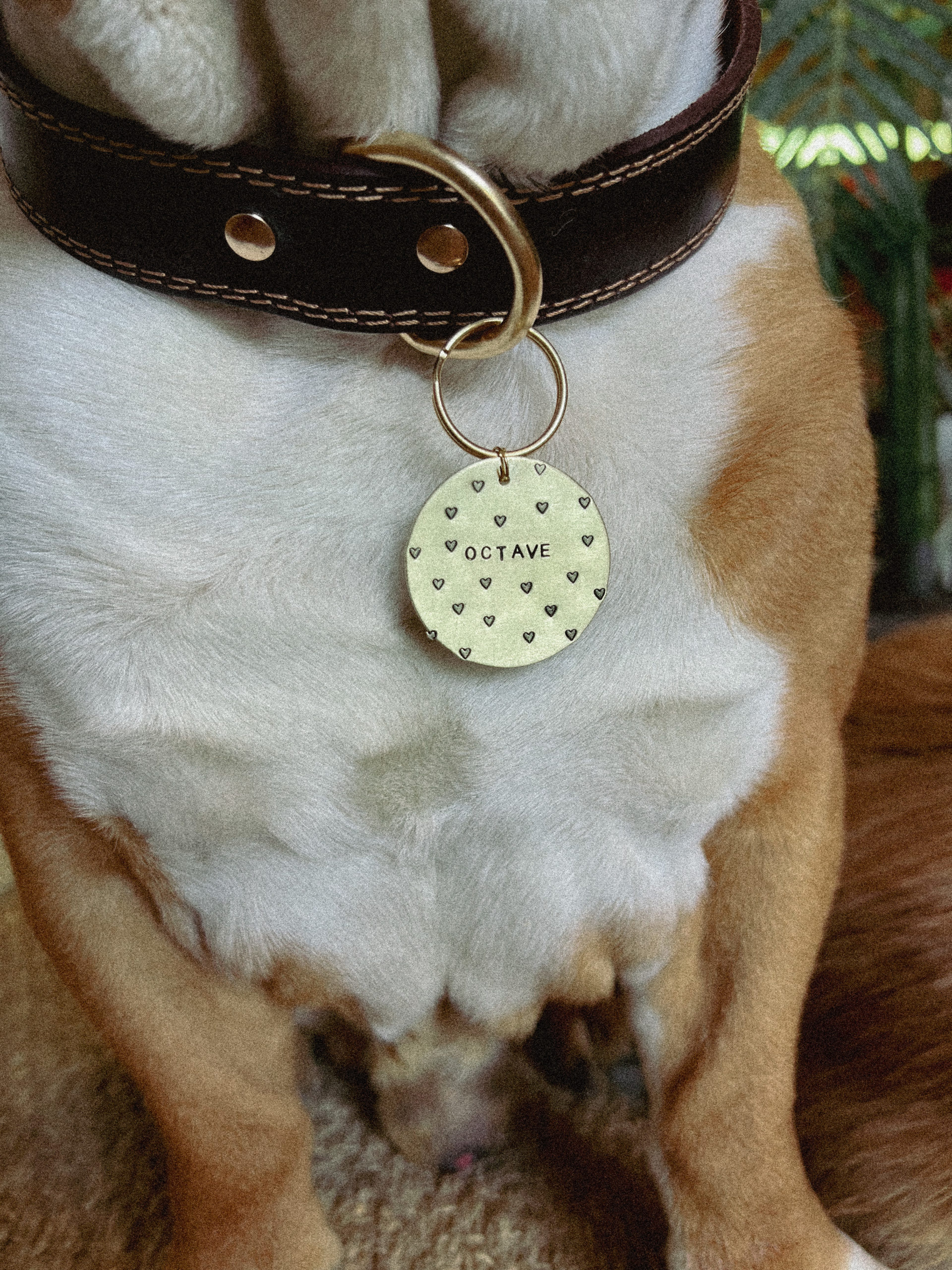 Médaille chien & chat dorée - Fleurie - Mameez